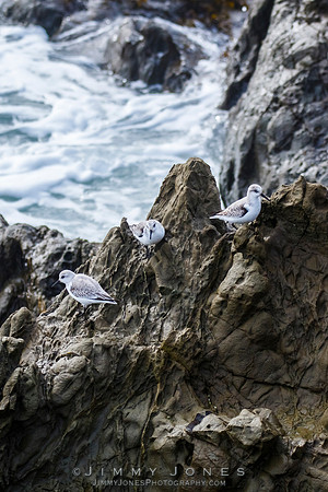 Sandlings