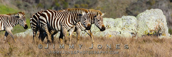 William Randolph Hearst ~ Zebra - "Captive"