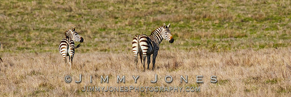 William Randolph Hearst ~ Zebra - "Captive"