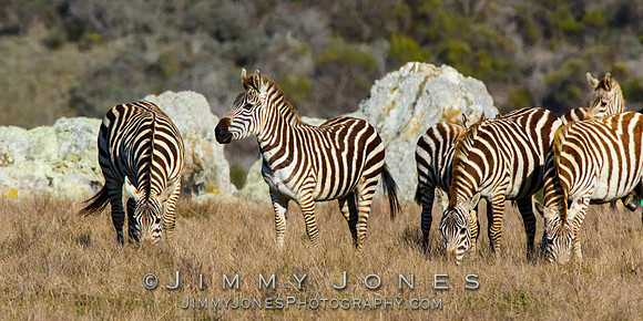 William Randolph Hearst ~ Zebra - "Captive"