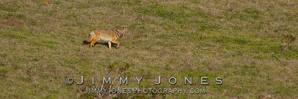 Coyote