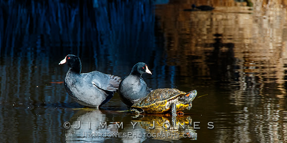 American Coots and Red-eared Slider