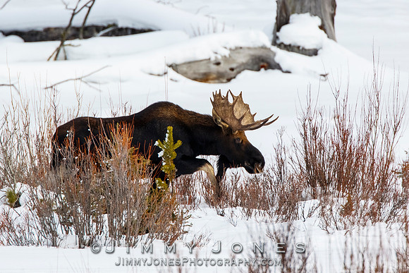 Bull Moose