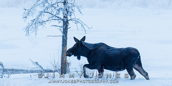Moose Cow