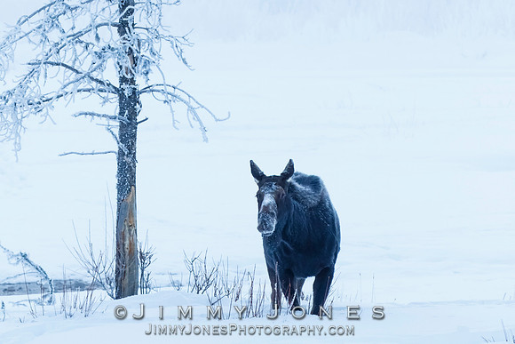 Moose Cow