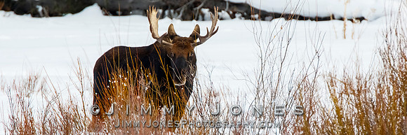 Bull Moose