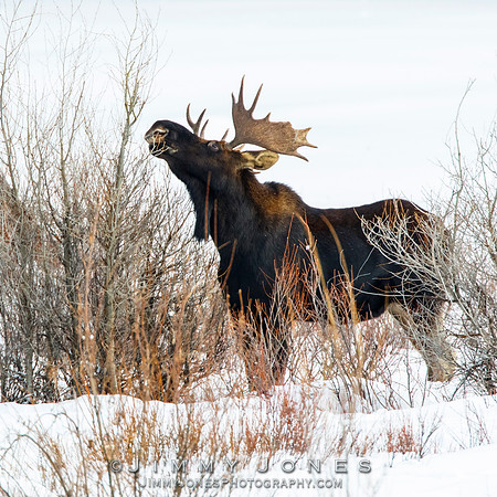 Bull Moose