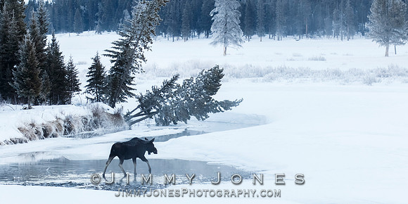 Moose Cow