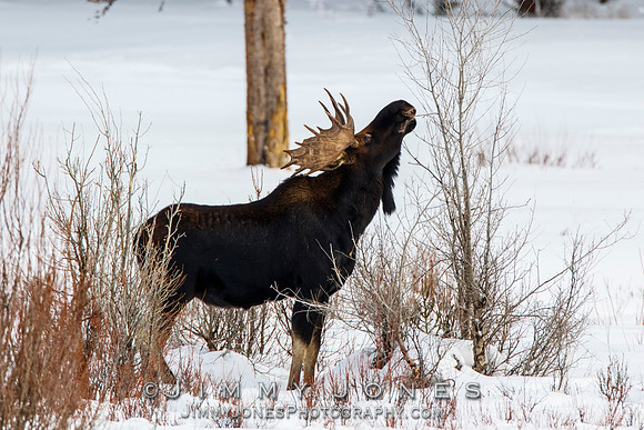 Bull Moose