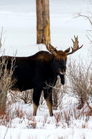 Moose