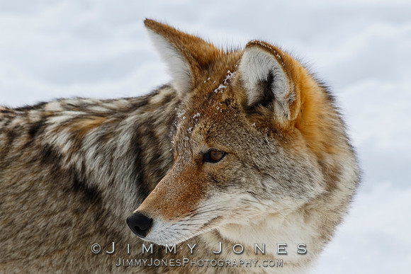 Coyote
