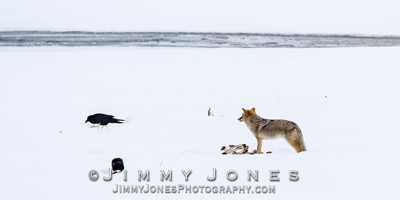 Coyote at Elk Kill Site
