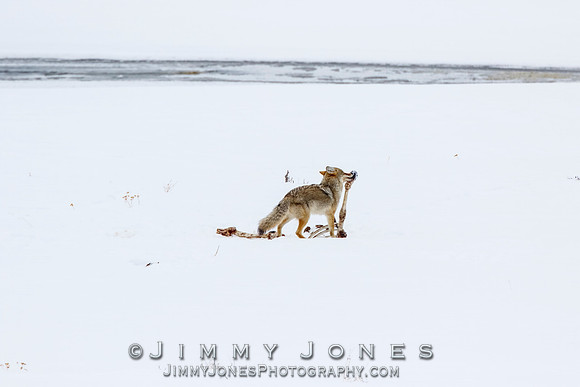 Coyote at Elk Kill Site