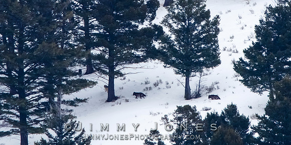 Juncton Butte Pack Wolves