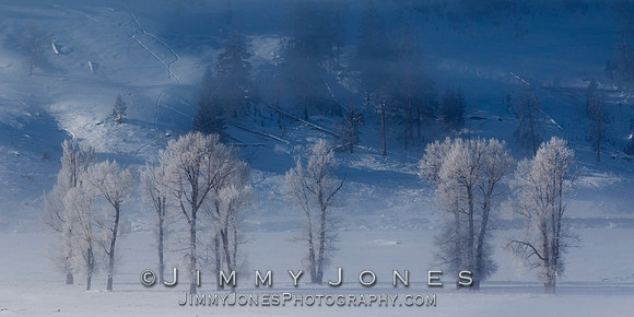 Lamar Valley Cottonwoods