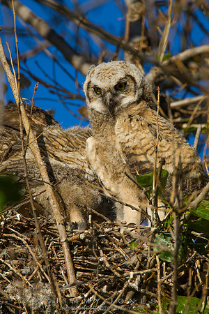 Great Horned Owlet
