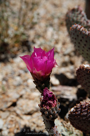 Beavertail Pricklypear