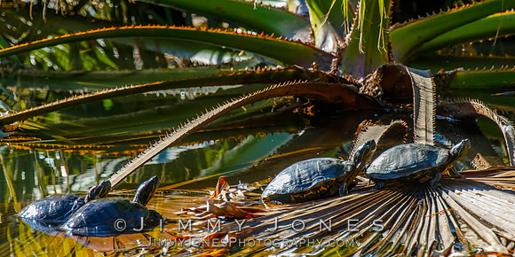 Red-eared Sliders