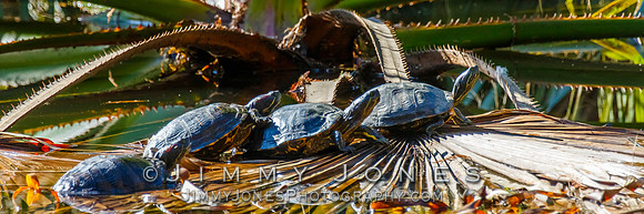 Red-eared Sliders
