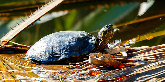 Red-eared Slider