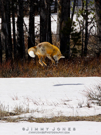 Red Fox Leap