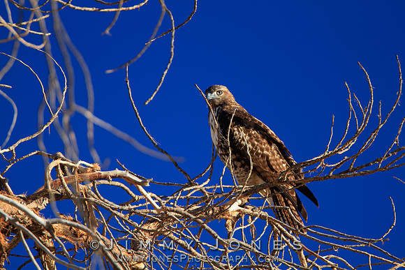Red-tailed Hawk