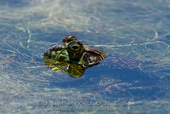 Bullfrog