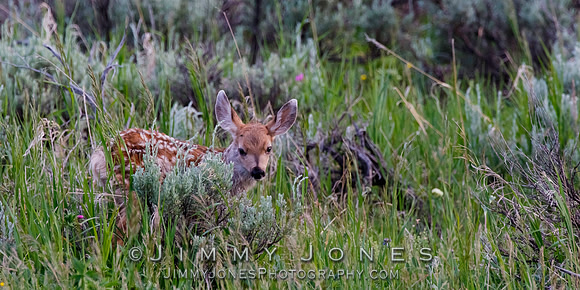 Deer Fawn