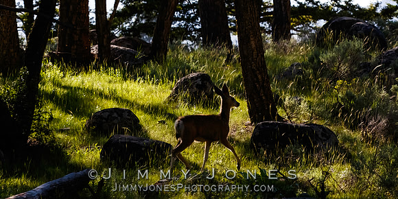 Blacktail Deer