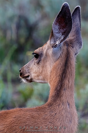 Blacktail Doe