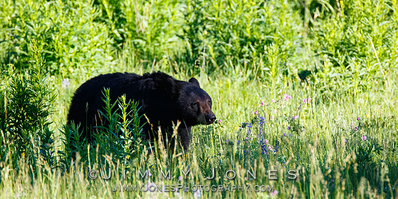 Black Bear Sow