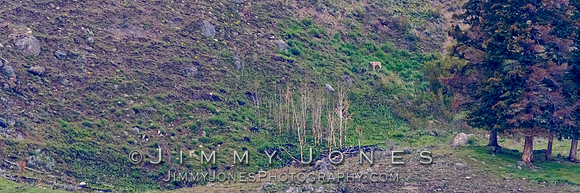 Prospect Peak Pack Mom Nursing Pups at Den