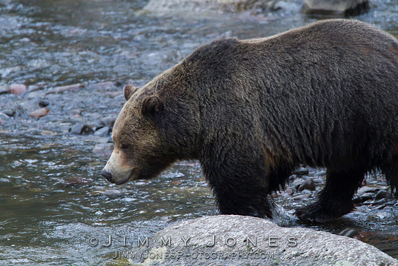 Grizzly Bear Boar