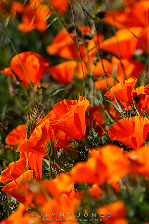 Poppies