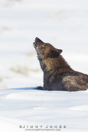 Agate Yearling / Gray Wolf - CS/P0019