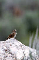 Vesper Sparrow