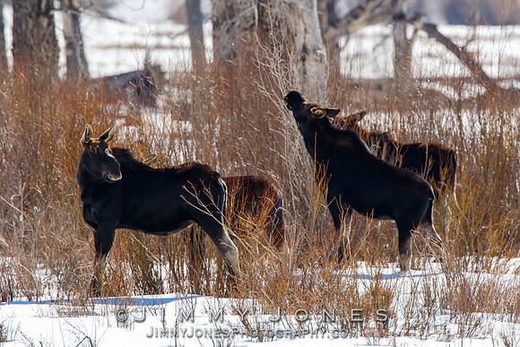 Moose