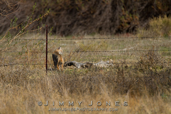 Bobcat