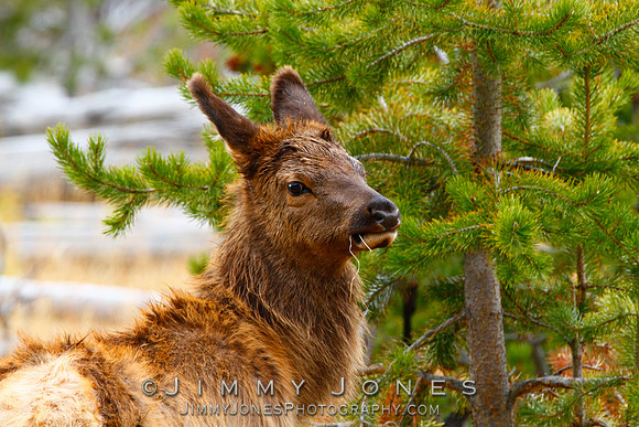 Elk Calf