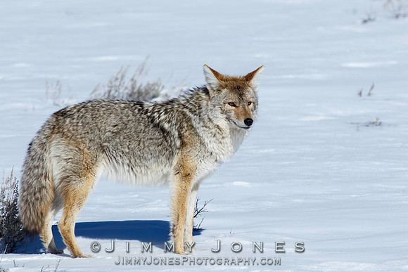 Coyote