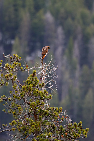 Red-tailed Hawk
