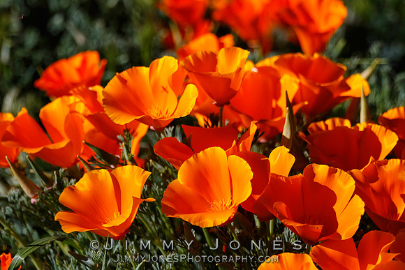 Poppies