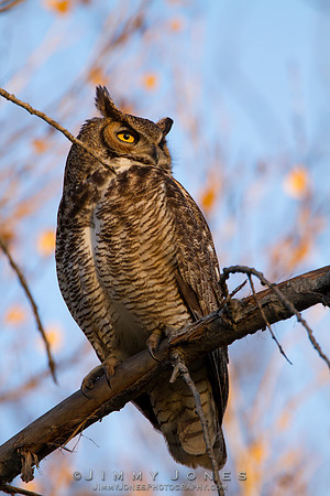 Great Horned Owl