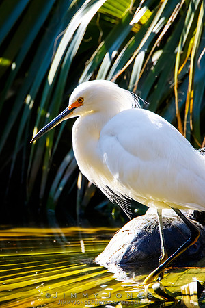 Snowy Egret