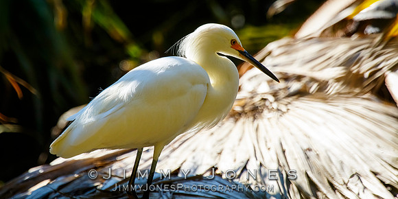 Snowy Egret