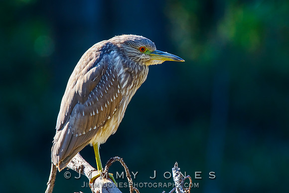 Black-crowned Night-Heron (Juvenile)
