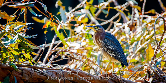 Green Heron