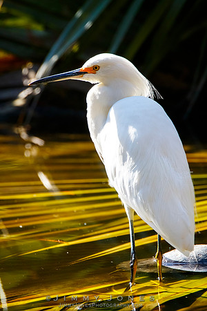 Snowy Egret