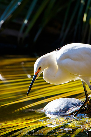 Snowy Egret