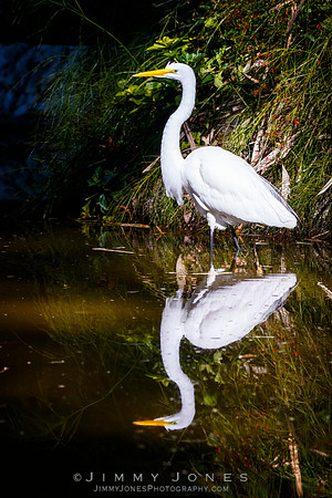 Great White Egret